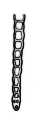 Fissidens waiensis, leaf cross-section, margin of vaginant lamina. Drawn from holotype, A.E. Wright 19093, AK 201263.
 Image: R.C. Wagstaff © Landcare Research 2014 